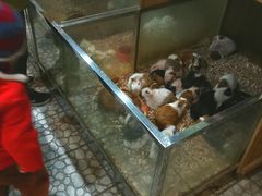 -上海大自然野生昆虫馆(东方明珠·爬宠昆虫探索中心)