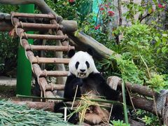 -灵玲国际马戏城