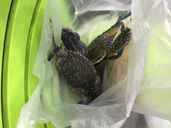 -拉威海鲜市场