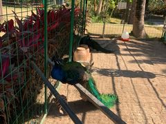 -西双版纳融创皇冠假日度假酒店