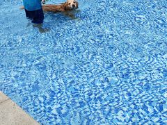 -汪说喵讲宠物乐园宠物酒店(红星美凯龙店)