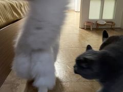 -爱洗澡的猫(望京店)