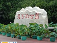 -莲花池公园