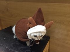 -滚猫咖啡·猫咖·猫友好撸猫(未来城店)