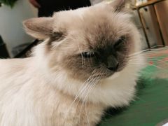-喵喵咪呀布偶猫咖(春熙路店)