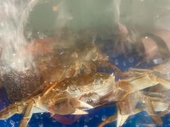 -阳澄湖大闸蟹·琼灵阁牌品牌连锁(吴中总店)