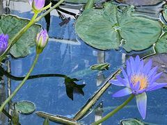 -国家植物园南园