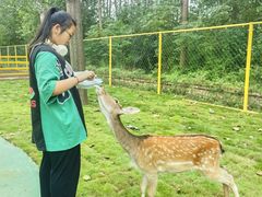 -合肥滨湖国家森林公园