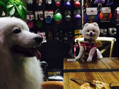 -百好乐宠物友好餐厅(朝外大街店)