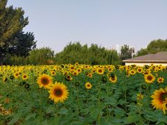 -长白岛森林公园