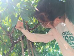 -南汇水蜜桃采摘(大团店)