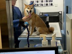 -申普宠物医院·心脏介入·心血管微创(总院)