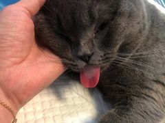 -伟伟宠物医院·CT影像中心·瑞派犬猫综合性门诊(汉口总院)