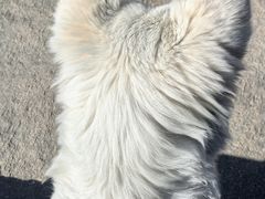 -宠颐生宠物医院·心肾内科·猫专科诊疗中心宠巢店