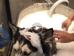 -PETKIT 小佩宠物·低压洗护·美容·寄养(安远店)