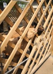 -萌宠亲子动物乐园(槐房万达店)