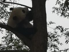 -都江堰中华大熊猫苑