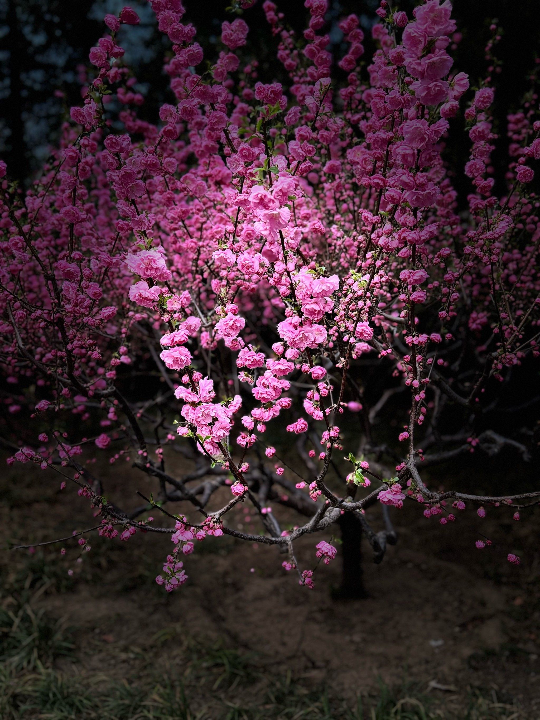 这一树桃花就是太美