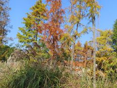 -上海长兴岛郊野公园