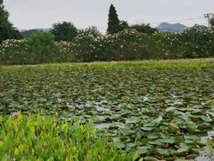 -白塔湖国家湿地公园
