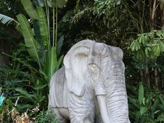 -西双版纳原始森林公园