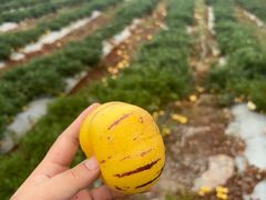 -长白岛森林公园