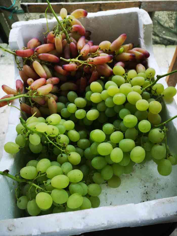 九龙湖葡萄-"下雨天也抵挡不住摘葡萄的行程呀～九龙湖.