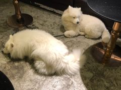 -more than meow吴止猫主题餐厅(承德 中船汇店)