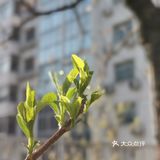 【裕美路 金灿灿的春天】