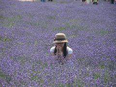 -曲江薰衣草庄园
