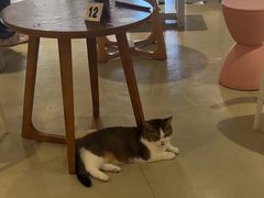 -藏猫猫咖啡主题馆(中央大道店)