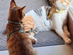 -Again Coffee Roaster(香蜜湖店)