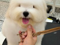 -momokira米努特·德文卷毛猫·棉花面纱犬