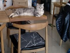 -平行世界·猫咖(首经贸店)