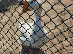 -潭柘厚院&山顶烤肉(潭柘寺店)