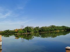 -大湾区中央湿地公园