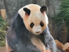-深圳野生动物园