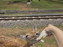 -秦皇岛野生动物园