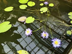 -国家植物园南园