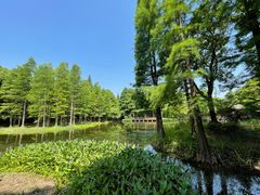 -上海滨江森林公园