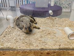 -怪兽屋·羊驼·猫咖·狗咖(俊华广场店)