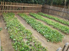 -三亚海棠湾万丽度假酒店