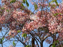 -深圳国际园林花卉博览园