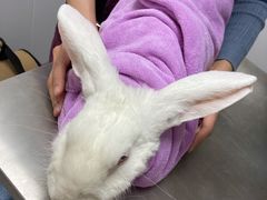 -爱诺耐芙动物医院(万博店)