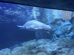 -珠海长隆海洋王国