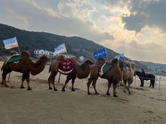 -东海半边山旅游度假区