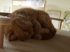 -猫和宫(六道口店)