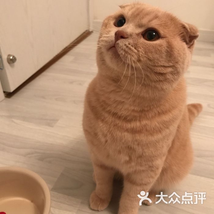 希尔斯动物医院图片-北京宠物医院-大众点评网