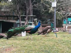 -昆明动物园