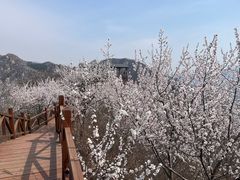 -大岭沟猕猴桃谷风景区